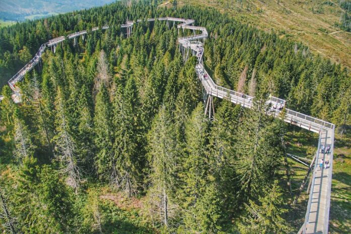 skywalk allgäu - Scenic aerial view of a treetop walkway amidst lush pine forest in Ždiar, Slovakia.